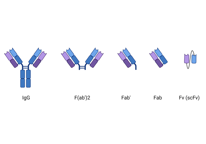 Side-by-side comparison of different antibody fragments relative to a full antibody. From left to right, Full IgG Antibody, F(ab’)2 Fragment, Fab’ Fragment, Fab Fragment, and Fv (scFv). 