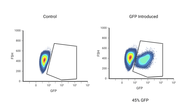 Two flow plots of GFP (x-axis) vs. FSH. On the control flow plot, a single population is visible at 10^4 on the x-axis, with an empty gate to the right of it. On the sample "GFP Introduced" plot, a negative population is in the same place as the control plot, with a positive population in the gate to the right of it. Though the edges of the populations touch each other, they are clearly distinguishable as two populations.