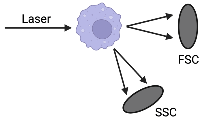 A laser passes through a cell. Light going directly through the cell is labelled FSC; light bent down as it passes through the cell is labeled SSC.