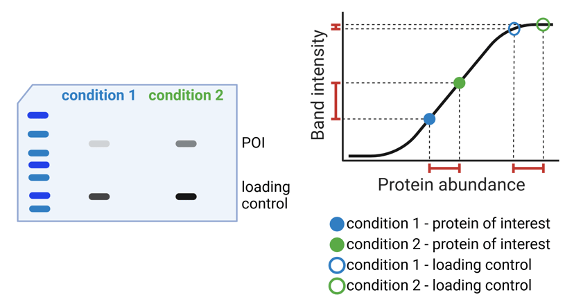 A cartoon western blot showing two conditions, each with a POI band and a loading control band. Each of these four bands is also represented on a cartoon plot of protein abundance vs band intensity as a colored dot plotted on the sigmoidal line shown in Figure 4.  In condition 1, the POI band is light gray, and the loading control is dark gray. In condition 2, the POI band is medium gray, and the loading control is very dark gray. The colors of two loading control bands are difficult to distinguish by eye, although they are different on close inspection.  This is reflected in the placement of each band on the sigmoidal plot. The POI bands fall within the linear detection range. Condition 2 has a higher protein abundance and a higher band intensity than condition 1. However, the loading control bands fall above the linear detection range, where the sigmoidal curve flattens out. Although the condition 2 band has a higher protein abundance, it has an almost equal band intensity to condition 1.