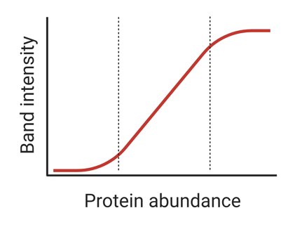 A cartoon graph with “protein abundance” on the x axis and “band intensity” on the y axis. The relationship between the two is shown with a sigmoidal line, and the linear portion of this line is indicated.