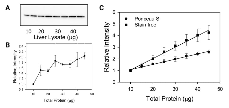 Three panels of data are shown.  Panel A shows a western blot photograph of liver lysate probed with β-actin. Each lane shows a higher total concentration of protein, from 10-45 µg in 5 µg increments. There is not a clear gradient of darker bands at higher concentrations of lysate.  Panel B shows a plot of the relative intensity quantification of panel A. The relative intensity ranges from 1.0 at 10 µg total protein to approximately 2.0 at 45 µg total protein, and does not increase linearly. There are 8 total points, and thus 7 possible comparisons of adjacent points; in 3 out of 7 comparisons, the second point’s intensity is lower than or similar to that of the preceding point. The error bars on each point vary widely.  Panel C shows a plot of the relative intensity quantification of two different total protein measurements, Ponceau S and Stain free. (The total protein blots are not shown here, but can be found in the cited paper.) The intensity of both measurements starts at 1.0 at 10 µg total protein. At 45 µg total protein, the Ponceau S measurement has a relative intensity of approximately 4.0, while the stain-free measurement has a relative intensity of approximately 2.5. Both measurements increase linearly and monotonically, with similar error bars on each point.