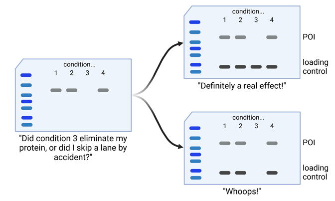 Cartoon representations of western blots with multiple lanes are shown. The first blot does not have a loading control. A band is present in lanes 1, 2, and 4, but not lane 3. The blot is captioned, “Did condition 3 eliminate my protein, or did I skip a lane by accident?” A forked arrow leads from this panel to two possible outcomes with a loading control (blots 2 and 3). Blot 2 shows the same band pattern as blot one, labeled protein of interest (POI), as well as a loading control band present in all four conditions. This blot is captioned, “Definitely a real effect!” Blot 3 shows the same band pattern for the POI, but condition 3 lacks a loading control band as well as a POI band. This blot is captioned, “Whoops!”
