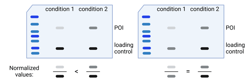 Cartoon representations of two western blots are shown along with graphical representations of mathematical normalization. Bands can be described as light, medium, or dark gray. Both western blots show a POI band and a loading control band for two conditions.   On both blots, condition 1 has a light gray POI band, and condition 2 has a medium gray POI band.   On the left blot, the loading control band is dark gray for both conditions. The normalized values are represented graphically as fractions, with light gray divided by dark gray for condition 1 producing a smaller value than medium gray divided by dark gray for condition 2.  On the right blot, the loading control band is medium gray for condition 1 and dark gray for condition 1. The normalized values are represented graphically as fractions, with light gray divided by medium gray for condition 1 producing an equal value to medium gray divided by dark gray for condition 2.