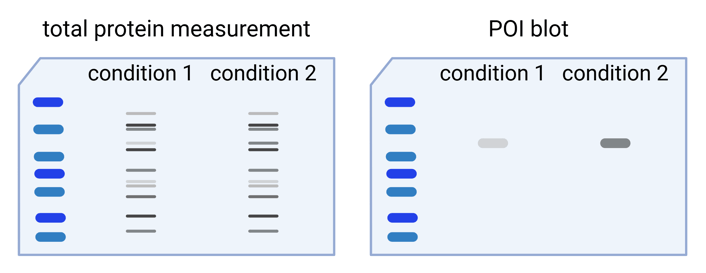 Two cartoon western blots. One shows a POI blot with two conditions and different band intensities. The other shows a total protein measurement, with the entire lane filled with proteins of different size and abundance. The total protein measurement is nearly identical between the two conditions.