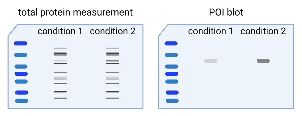 Protein Loading Tips Antibodies 101: Normalization and Loading Controls for Western Blots
