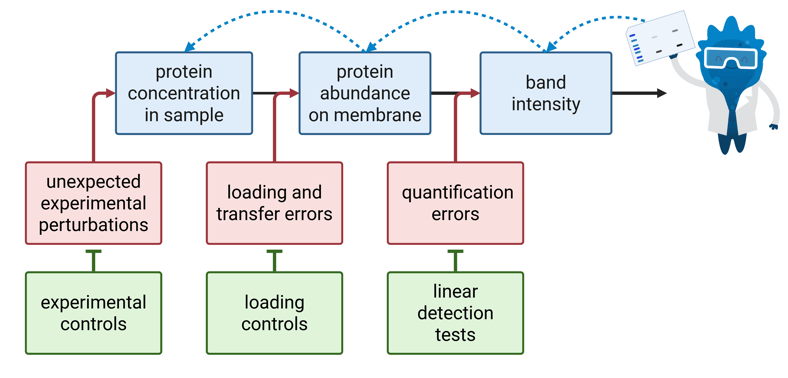 A flow chart representing values measured with a western blot, errors that influence those values, and controls to correct for those errors.  The top row of the chart shows each of the following items connected to the next by a solid arrow to represent cause and effect: 1.	Protein concentration in sample 2.	Protein abundance on membrane 3.	Band intensity  The final item leads to a cartoon of Blugene holding a western blot. From this cartoon, dotted arrows lead backward along the same row of items, representing how researchers use band intensity (item #3) to calculate protein abundance on membrane (item #2) and infer protein concentration in sample (item #1).  The second row shows three sources of error. Each item has an arrow leading to one of the steps in the first row, merging with the solid arrows to show the contribution of error to the result. Below each source of error is a control, connected to the error it is used to manage with a flat inhibition arrow.  Error #1: Unexpected experimental perturbations. This error influences the protein concentration in sample and is managed with experimental controls.  Error #2: Loading and transfer errors. This error influences the protein abundance on membrane and is managed with loading controls.  Error #3: Quantification errors. This error influences band intensity and is managed with linear detection tests.