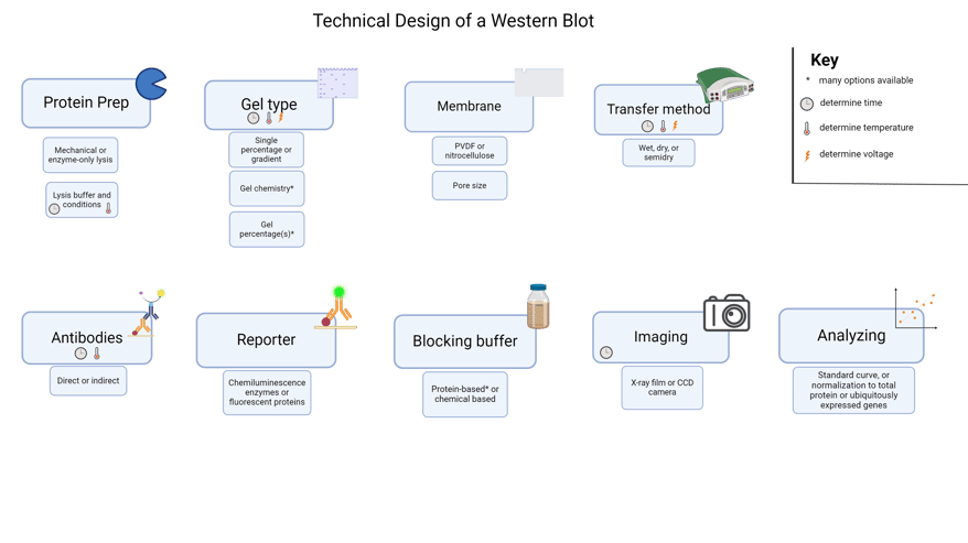 A graphic representing the decisions that need to be made to run a western blot. See text for details.