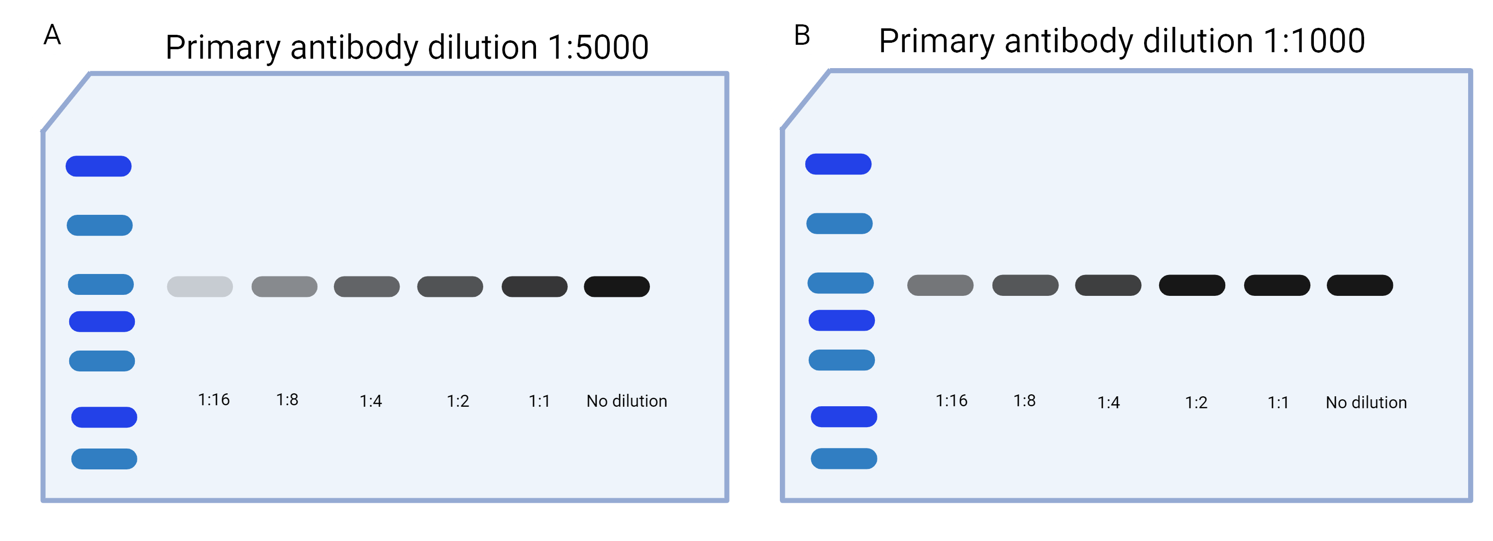 Schematic of two exposed western blot membranes. A has a primary antibody dilution of 1:5000, which creates a visible gradient in the protein dilution from 1:16 to No Dilution. B has a primary antibody dilution of 1:1000 and only have a visible gradient from the protein dilution of 1:16 to 1:4.