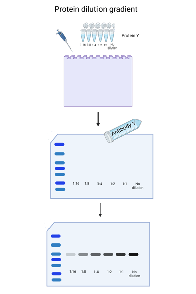 Schematic of a protein gradient. Protein Y is diluted in a series going from no dilution to 1:16; then loaded onto a gel. Antibody Y is added to the membrane (post-transfer), and a gradient can be seen in the exposed blot. 