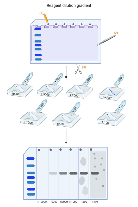 Schematic of a western blot reagent gradient. See figure legend for details.