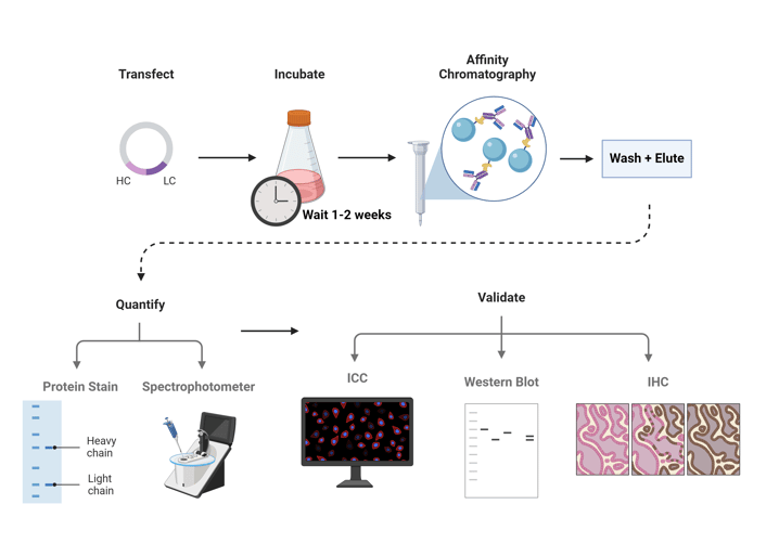 Graphic showing the steps of rAb production. In order: Transfect, Incubate (wait 1-2 weeks), affinity chromatography, wash & elute, quantify via protein stain and/or spectrophotometer, validate for (example), ICC, western blot, or IHC.