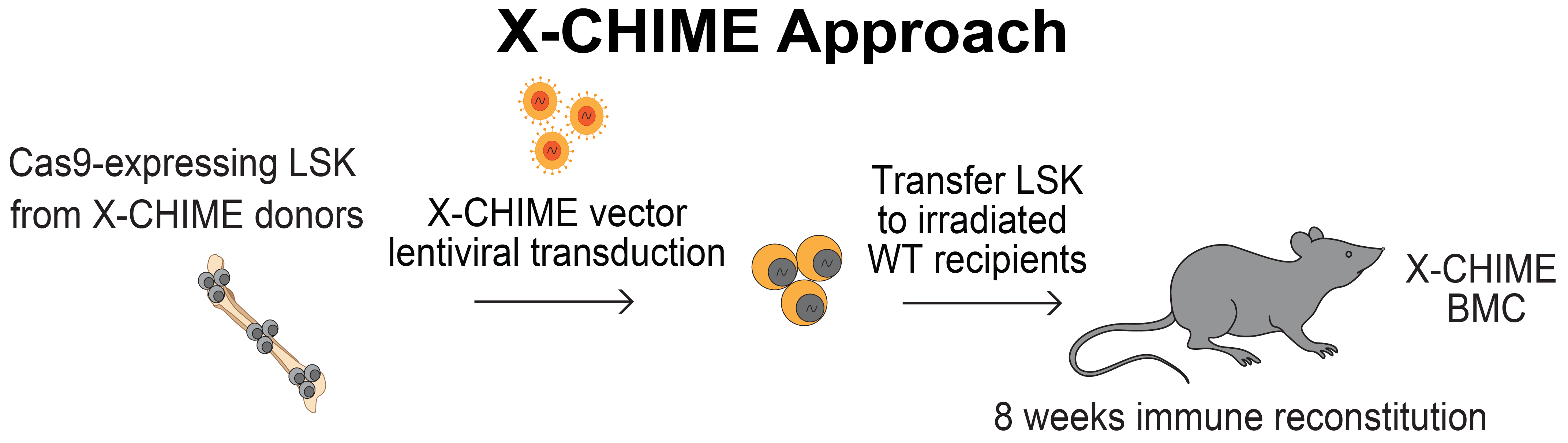 Schematic showing the X-CHIME approach. Cas9-expression LSK from X-CHIME donors leads to X-CHIME vector lentiviral transduction, then transfer LSK to irradiated WT recipients, then 8 weeks immune reconstitution in a mouse leads to X-CHIME BMC.