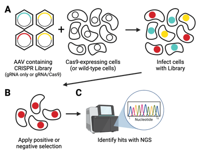 Graphic showing the workflow of using a pooled AAV CRISPR library in vitro. Step A shows the AAV containing the library with either the gRNA only or gRNA plus Cas9 and infecting cells expressing Cas9 or wild-type. The different guides are represented by different colors in individual cells. Step B shows the results of the positive or negative selection, with only one type of guide (color) being chosen. Step C shows verification using next generation sequencing.