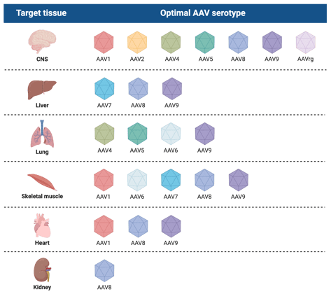 Target tissues are listed on the left, and the right column lists the optimal AAV serotype. From top to bottom: CNS - AAV1, 2, 4, 5, 8, 9, and retrograde; Liver - AAV7, 8, and 9; Lung - AAV4, 5, 6, and 9; Skeletal muscle - AAV1, 6, 7, 8, and 9; Heart - AAV1, 8, and 9; Kidney - AAV8.