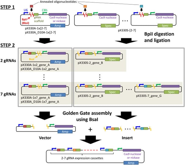 All-in-one CRISPR/Cas9 Multiplex Genome Engineering System for multiplex genome engineering
