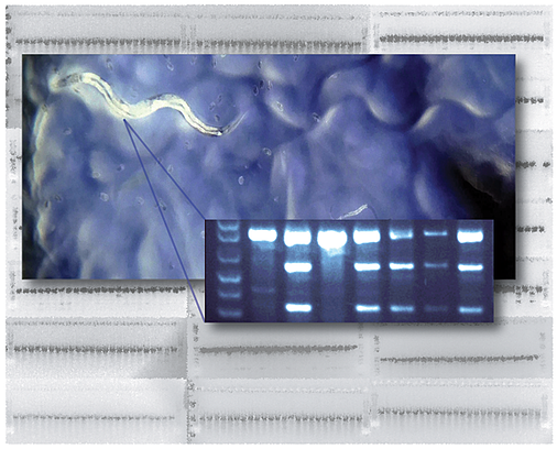 Using CRISPR in C. elegans to knock-in FLAG tag.