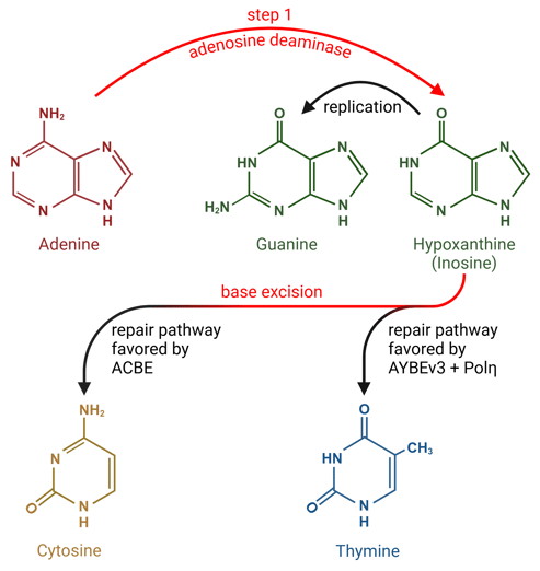 The nucleobases are shown in a similar layout to Figure 1, with arrows describing conversions between them. In step one, an adenosine deaminase converts adenine to hypoxanthine (the nucleobase component of inosine); this is catalyzed directly by the base editor. Next, base excision of hypoxanthine (also by the base editor) could be repaired in two different ways by the cell, shown by an arrow that splits into two outcomes. The repair pathway leading to cytosine is favored by ACBEs, while the repair pathway leading to thymine is favored by AYBEv3 + Polη.