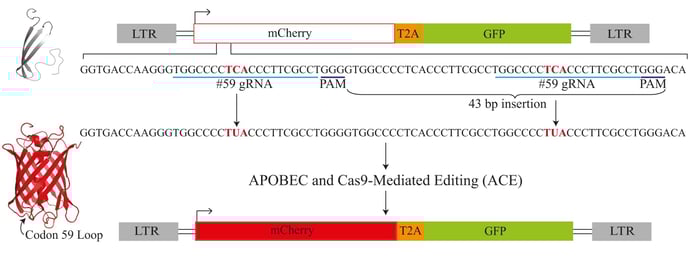 Schematic of the APOBEC and Cas9-mediated editing reporter. The reporter consists of a mutated mCherry gene followed by a constitutively active eGFP. Base editing in the codon 59 loop restores the mCherry protein and results in expression of mCherry.