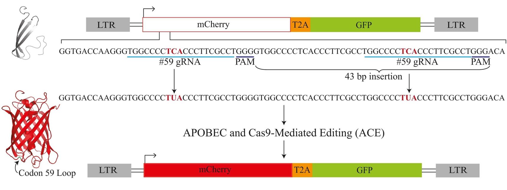 Four Base Editing Reporters to Monitor and Enrich Editing in Real-time