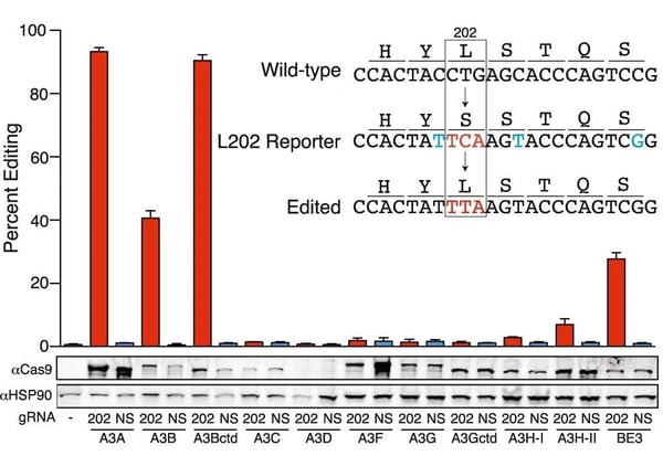 eGFP base editing reporters shows different percent editing based on the gRNA used