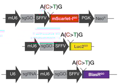 Reporters in Gene On consists of a mScarlet reporter, luciferase reporter, and neomycine resistance reporter whose expression depends on base editing.