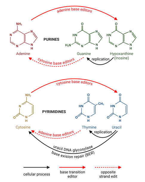 The chemical structures of nucleotide bases are shown, with arrows describing different ways to convert between them.   The purines are adenine, guanine, and hypoxanthine (also known as inosine). An arrow shows hypoxanthine being converted to guanine by cellular DNA replication, and these bases are shown in the same color to represent their similarity. Adenine base editors directly convert adenine to hypoxanthine. Cytosine base editors result in a guanine to adenine conversion on the opposite strand.  The pyrimidines are cytosine, thymine, and uracil. An arrow shows uracil being converted to thymine by cellular DNA replication, and these bases are shown in the same color to represent their similarity. Cytosine base editors directly convert cytosine to uracil. Adenine base editors result in a thymine to cytosine conversion on the opposite strand. Uracil DNA glycosylase, an enzyme that contributes to base excision repair in the cell, converts uracil to cytosine, directly counteracting the effect of cytosine base editors.