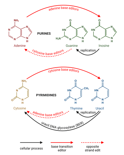 The chemical structures of nucleotide bases are shown, with arrows describing different ways to convert between them.   The purines are adenine, guanine, and inosine. An arrow shows inosine being converted to guanine by cellular DNA replication, and these bases are shown in the same color to represent their similarity. Adenine base editors directly convert adenine to inosine. Cytosine base editors result in a guanine to adenine conversion on the opposite strand.  The pyrimidines are cytosine, thymine, and uracil. An arrow shows uracil being converted to thymine by cellular DNA replication, and these bases are shown in the same color to represent their similarity. Cytosine base editors directly convert cytosine to uracil. Adenine base editors result in a thymine to cytosine conversion on the opposite strand. Uracil DNA glycosylase, an enzyme that contributes to base excision repair in the cell, converts uracil to cytosine, directly counteracting the effect of cytosine base editors.