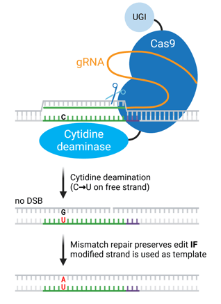 A cartoon depiction of cytidine base editing. A base editor, consisting of a cytidine deaminase fused to Cas9 and UGI, is shown binding to DNA using its guide RNA. The guide RNA base pairs to target DNA, leaving the opposite strand of DNA free to be contacted by the cytidine deaminase, which converts a C to a U within this single-stranded sequence. This deamination yields DNA with a G:U mismatch without creating a double-strand break. Mismatch repair preserves the edit IF the modified strand is used as the template, converting the mismatched G to an A and yielding a single-base-pair edit.