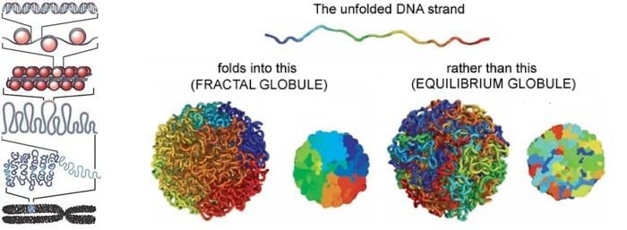 CRISPR Enhancers and Epigenomics - Figure 2 cropped-1