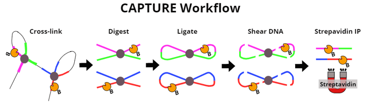 The steps of the CAPTURE workflow are shown. dCas9 with a biotin acceptor will be denoted as dCas9-B. The steps are: 1. Cross-link. Loops of DNA bound by dCas9-B are immobilized. The loops bring together sections of DNA that are distant in sequence. 2. Digest. The loops are cleaved, leaving dCas9-B bound to X-shaped crosslinked DNA from two different sections of the genome. 3. Ligate. The free DNA ends are ligated into new loops, connecting sequences that are distant in the genome. 4. Shear DNA. DNA is broken into smaller pieces. dCas9-B remains bound to a DNA strand that contains sequences that are distant in the genome. 5. Streptavidin IP. dCas9-B, along with bound DNA, are pulled down for detection and analysis of the bound sequence.