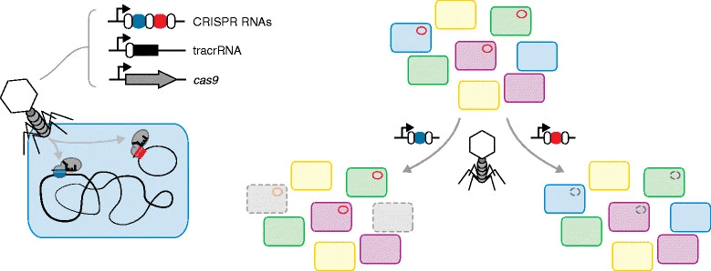 phage strategies for bacterial CRISPR targeting