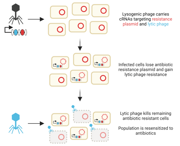 two-page strategies to resensitize bacteria to antibiotics