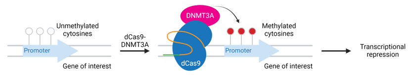 CRISPR methylation. Refer to figure caption for details.