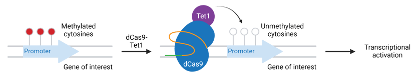 CRISPR demethylation. Refer to figure caption for details.