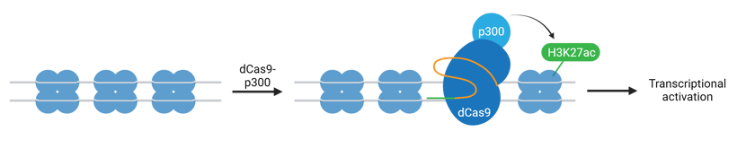 CRISPR Epigenetics - p300-min-1
