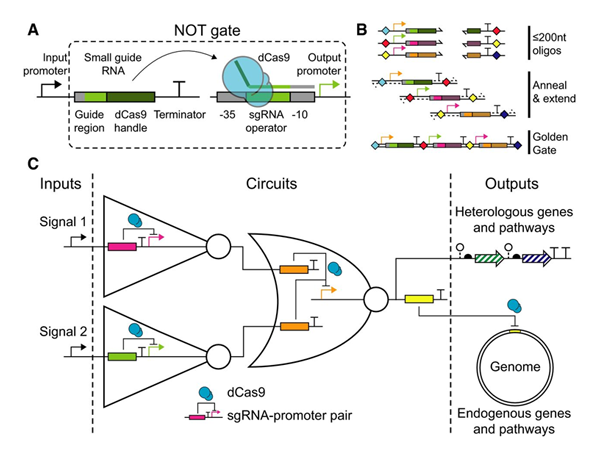 Schematic of a CRISPR/Cas9 genetic circuit that uses a NOT gate.