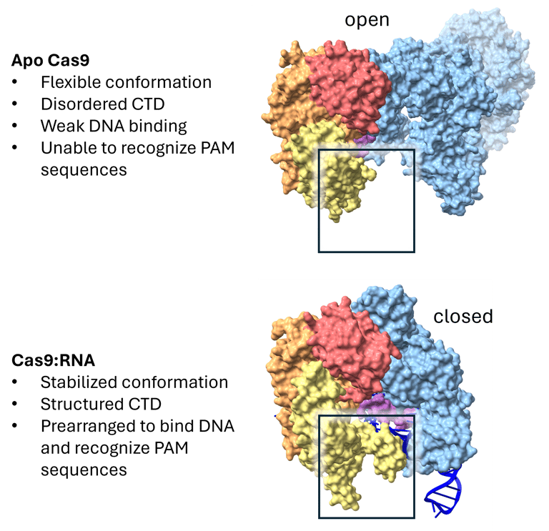 S. pyogenes Cas9 in the apo state (PDB ID 4CMP) compared to the guide RNA-bound state (PDB ID 4ZT0). The crystal structure of the apo state is in the open conformation and a large portion of the CTD is not shown due to disorder. This state is flexible, has a disordered CTD, binds DNA weakly, and is unable to recognize PAM sequences. The crystal structure of RNA-bound Cas9 is in the closed conformation, and the previously hidden region of the CTD is now structured. This state is prearranged to bind DNA and recognize PAM sequences.