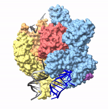 Electron microscopy structure of S. pyogenes Cas9 bound to guide RNA and target DNA (PDB ID 7S4X). Double-stranded helical DNA is bound by the CTD. As the DNA enters the protein, the strands separate. The target strand base pairs with the guide RNA, forming a helical heteroduplex that rests between the lobes. The non-target strand primarily contacts the RuvC domain and partially rests on the outside of the protein, but some nucleotides are not resolved due to disorder. On the far side of the protein, the DNA strands rejoin to form a helical duplex.