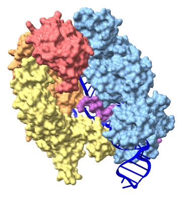 Cas9:RNA crystal structure. 