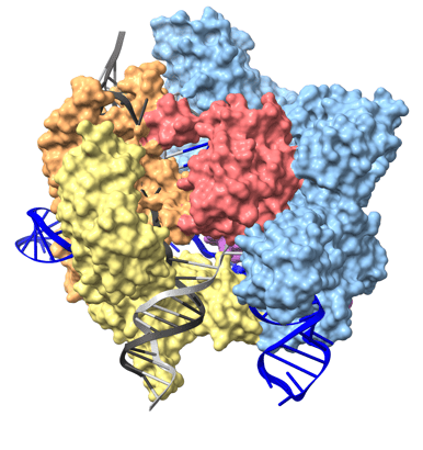 Cas9:RNA:DNA electron microscopy structure (PDB ID 7S4X). The HNH domain moves significantly between this and the crystal structures: in the RNA-only structure, it is rotated and distant from the position in the DNA-bound structure, in which it displaces part of the REC lobe to access the target DNA cleavage site.