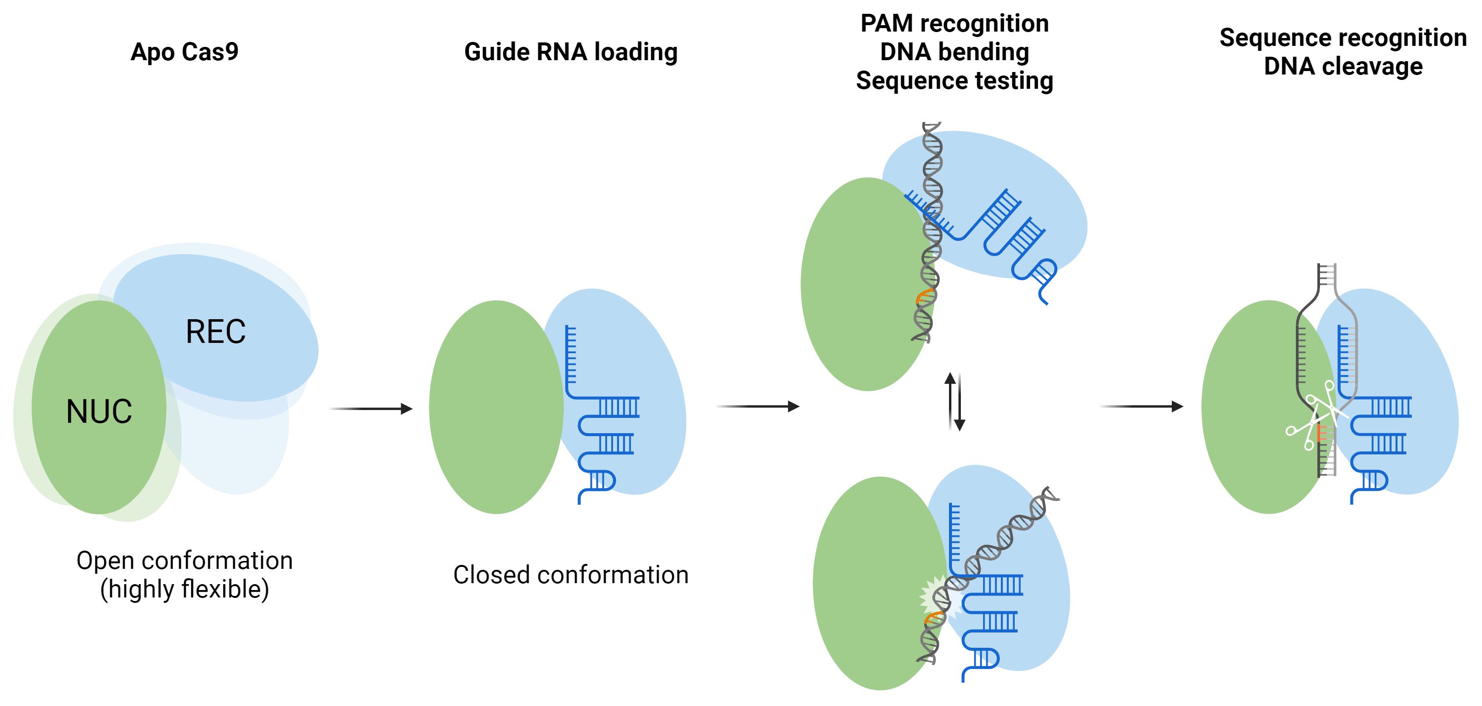 A Needle in a Base-Stack: Cas9 Structural Biology