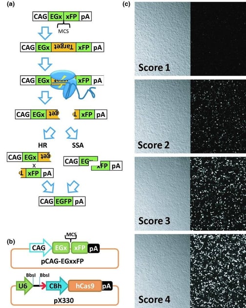 validating double strand break mediated HDR by eGFP reconstitution