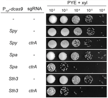 Serial dilutions of CRISPRi in Caulobacter cells for ctrA gene expression using various dCas9