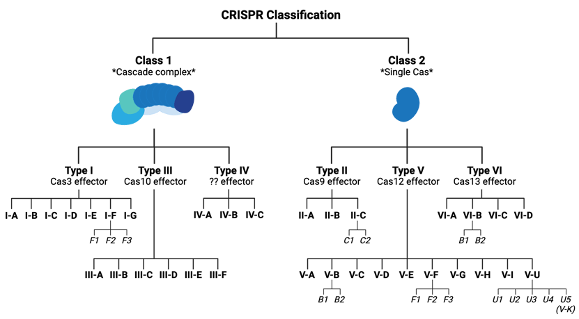 Bracket flow chart of the CRISPR classification system. First splits into Class 1 (with schematic of the Cascade complex) and Class 2 (with a single Cas effector schematic). Class 1 splits into type 1 (Cas3 effector), type 3 (Cas10 effector), and type 4 (unknown effector). Type 1 splits into subtypes A, B, C, D, E, F, and G, with subtype F split into variants F1, F2, and F3. Type 3 splits into subtypes A, B, C, D, E, and F. Type 4 splits into subtypes A, B, and C. Class 2 splits into type 2 (Cas9 effector), type 5 (Cas12 effector), and type 6 (Cas13 effector). Type 2 splits into subtypes A, B, and C, with subtype C split into variants C1 and C2. Type 5 splits into subtypes A, B, C, D, E, F, G, H, I, and U. Subtype 5-B splits into variants B1 and B2. Subtype 5-F splits into variants F1, F2, and F3. Subtype 5-U splits into variants U1, U2, U3, U4, and U5 (also called 5-K).