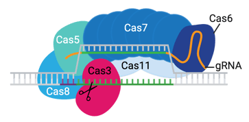 Cascade complex comprised of Cas5, Cas6, Cas7 (six subunits), Cas8, and Cas11 (two subunits). Cascade has created a complex with the gRNA, bound to the target DNA, and has recruited Cas3.
