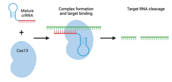 Schematics showing RNA editing with Cas13. The first panel shows mature crRNA, with a loop formed, and Cas13. The second panel shows the crRNA-Cas13 cpmplex bound to the single-stranded RNA target. The final panel shows the target RNA is cleaved into two strands.