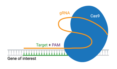 A schematic of CRISPR/Cas9. Cas9 is show bound to gRNA and double-stranded DNA. On the double-stranded DNA, the gRNA is bound to the target + PAM, and the gene of interest is labeled. Cas9 is bound to the PAM on the double-stranded DNA, which is right next to the gene of interest.