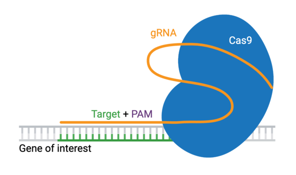 Typing CRISPR Systems