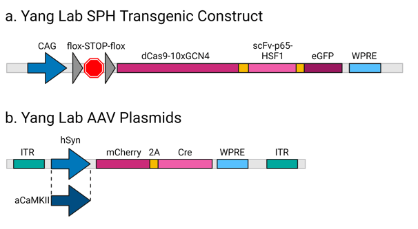 Schematic of Cre-dependent SPH construct and AAV plasmid used to express Cre under neuron-specific promoters